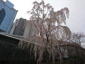 アカサカサカスのしだれ桜