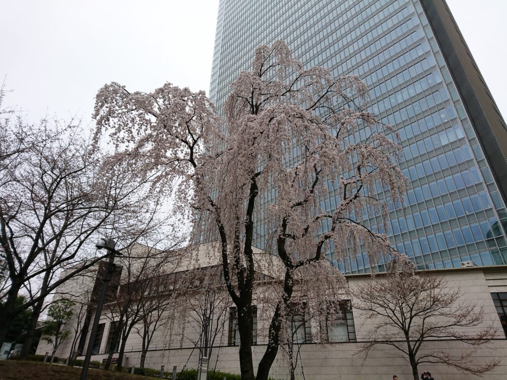 アカサカサカスのしだれ桜