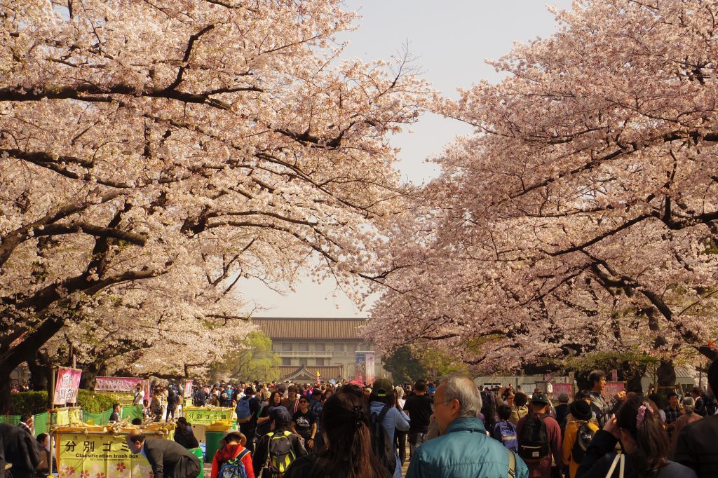 トーハクと桜