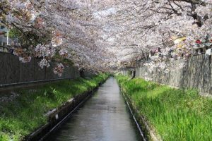 真間川の桜（川床から）