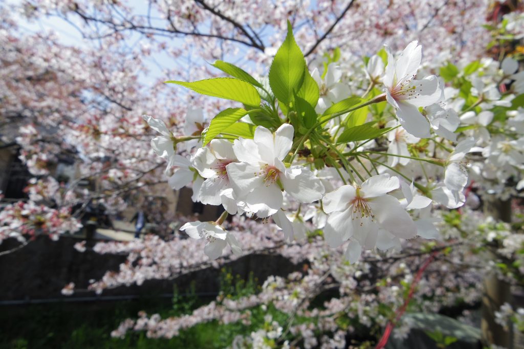 葉桜