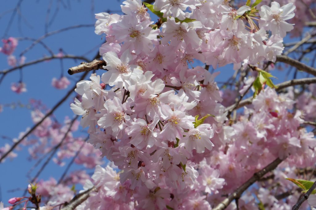 しだれ桜