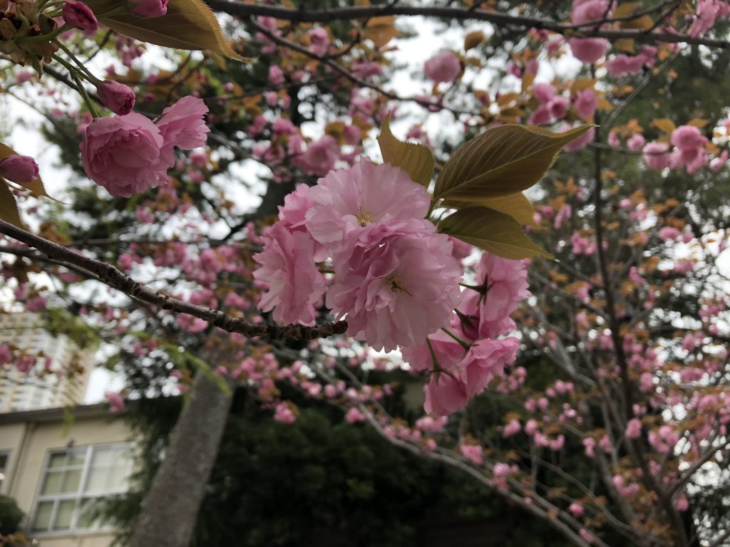 葛飾八幡宮の山桜
