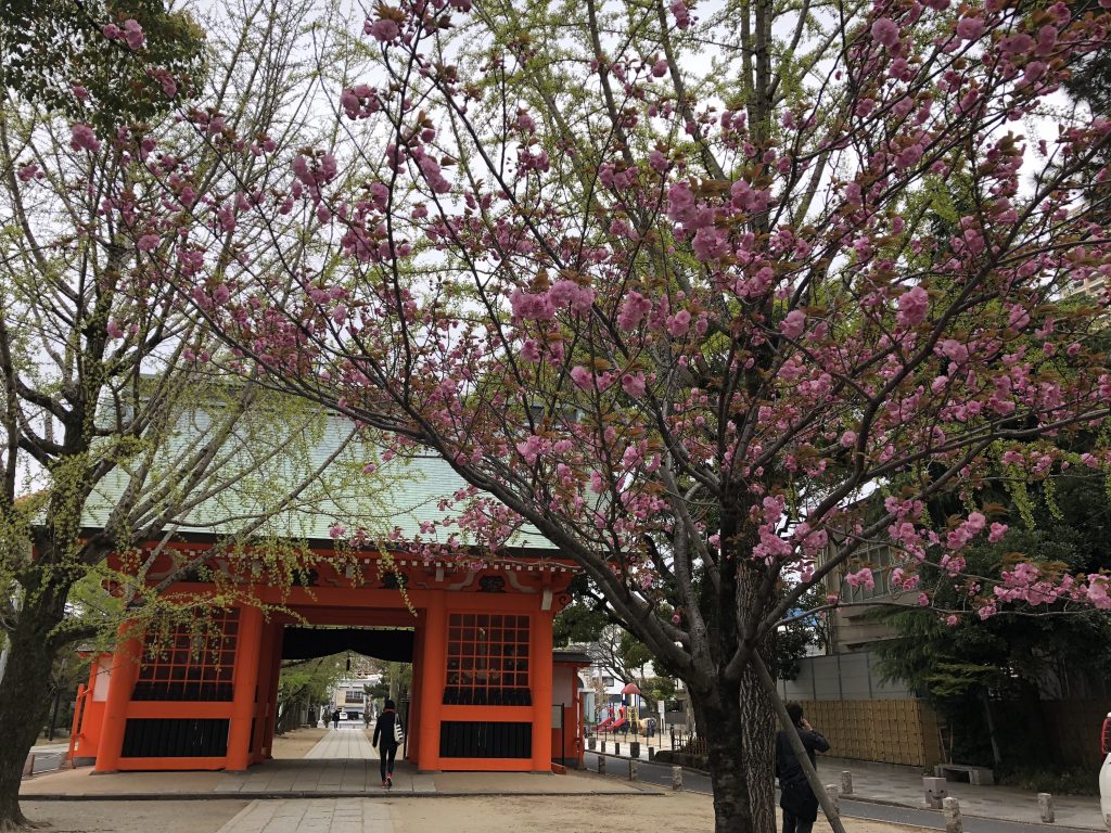 朱塗りの門と桜