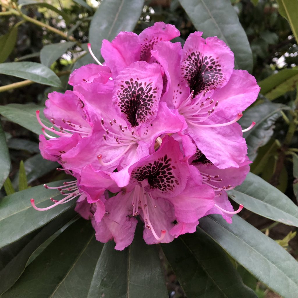 シャクナゲの花