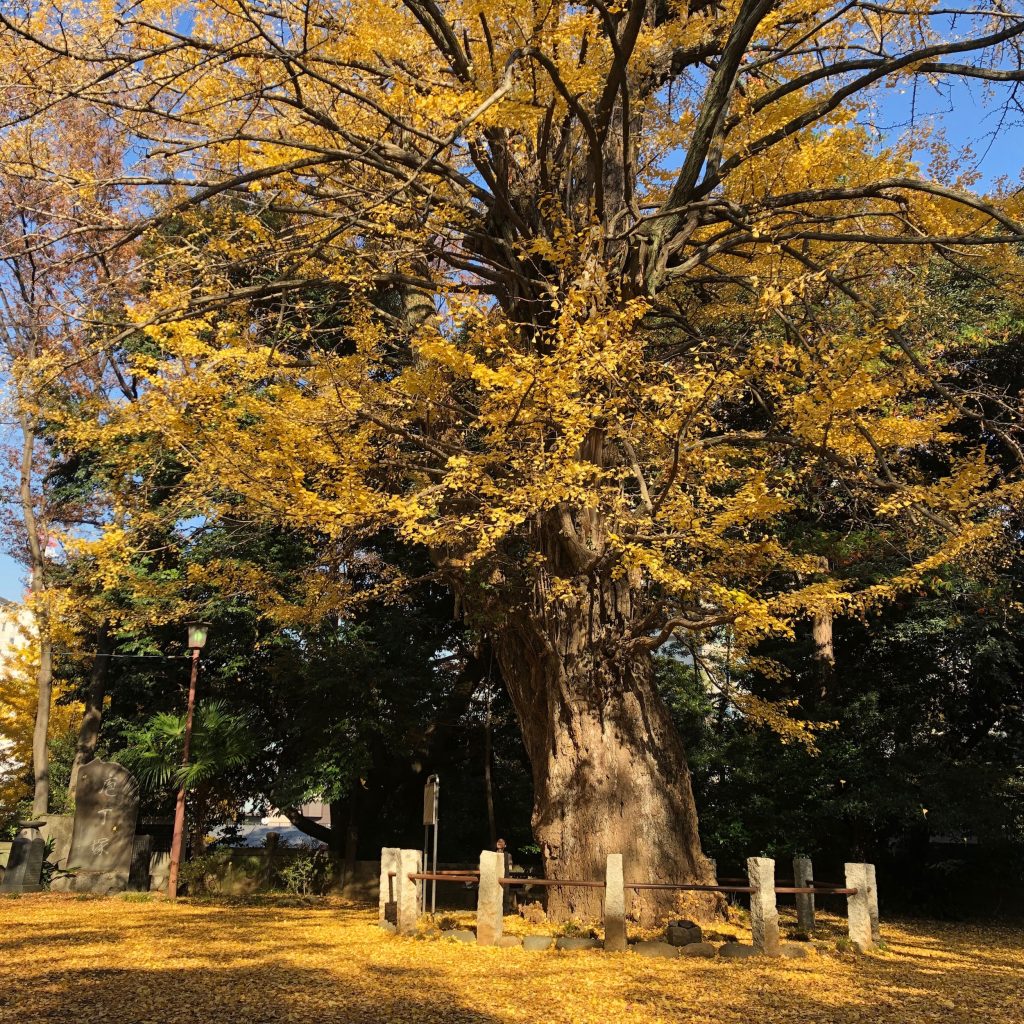 赤坂氷川神社 大銀杏