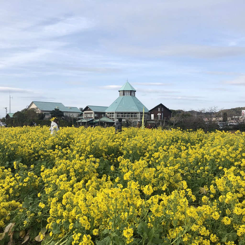 一面の菜の花と枇杷倶楽部