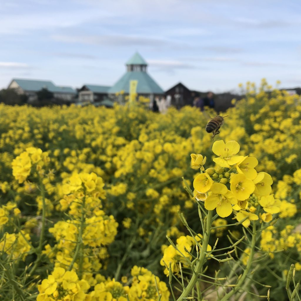 蜂と菜の花