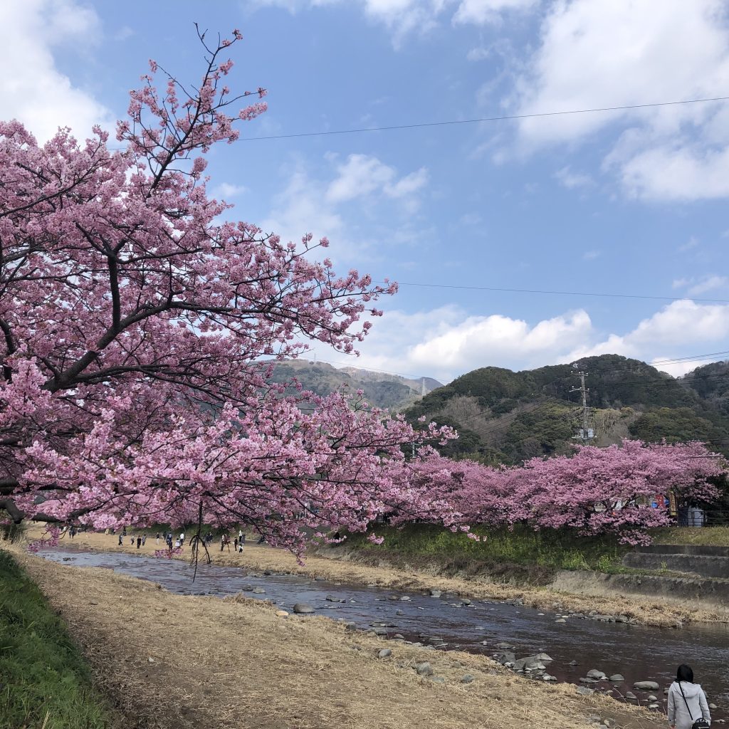 河津町の河津桜