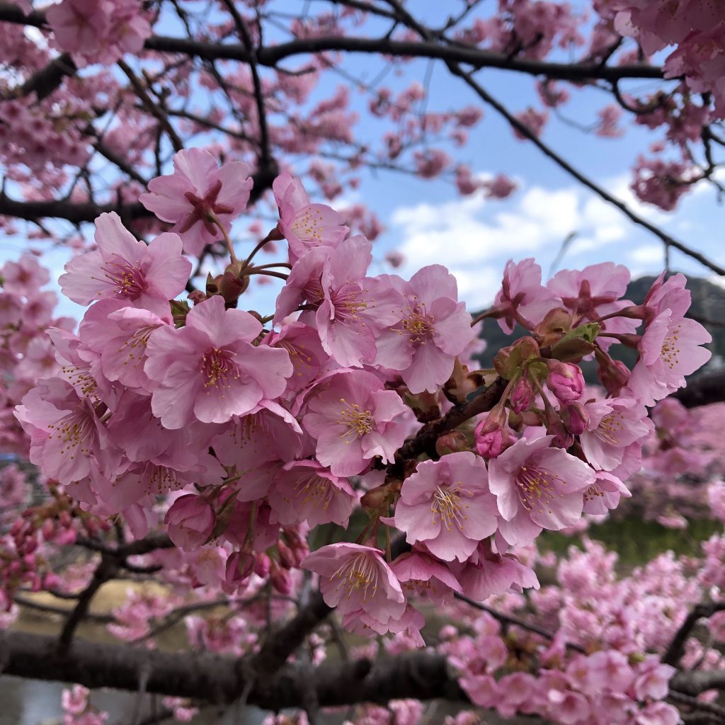 河津桜のアップ