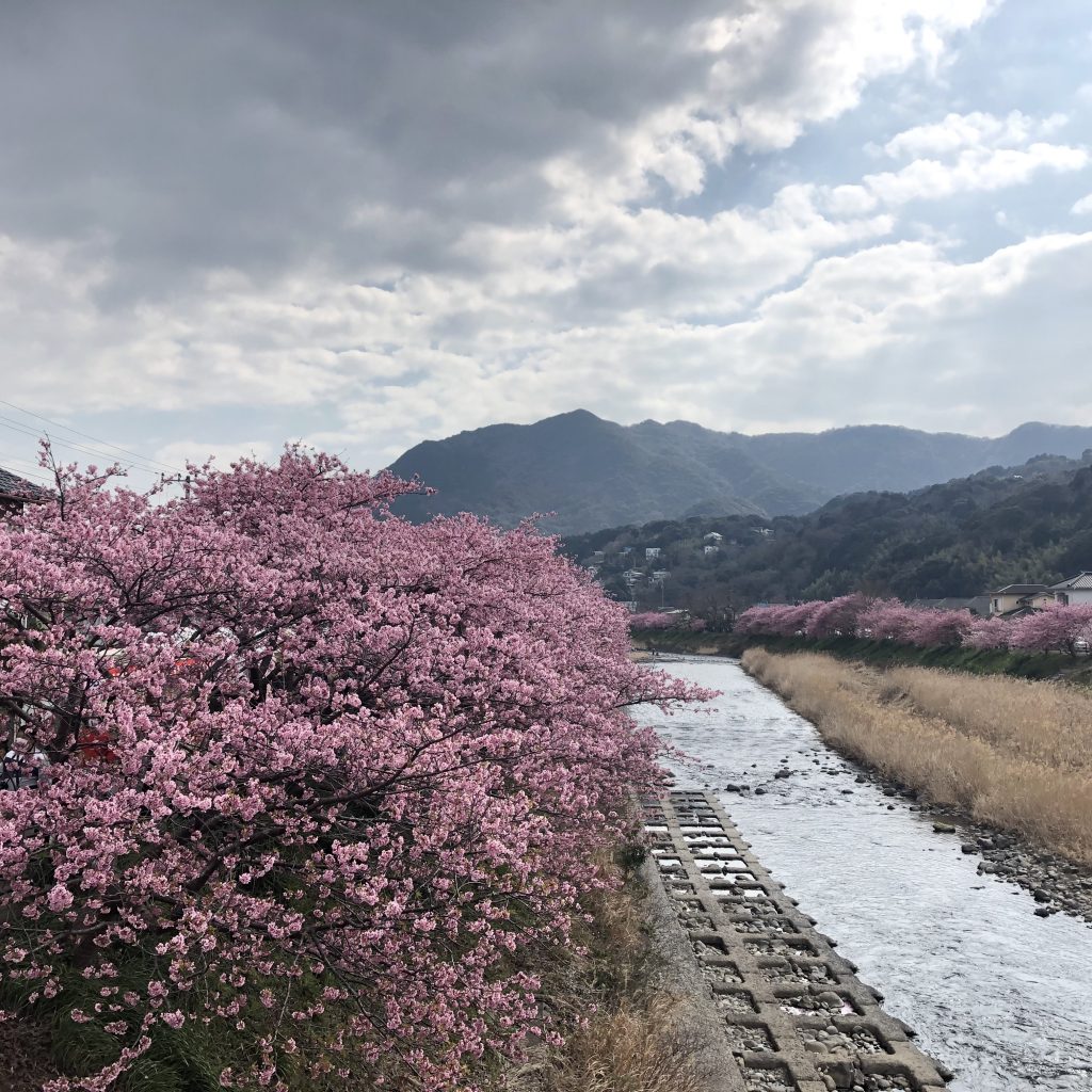 河津町の河津桜