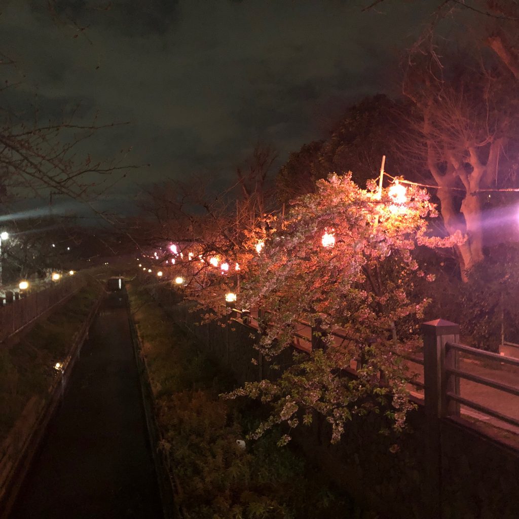 河津桜 夜桜