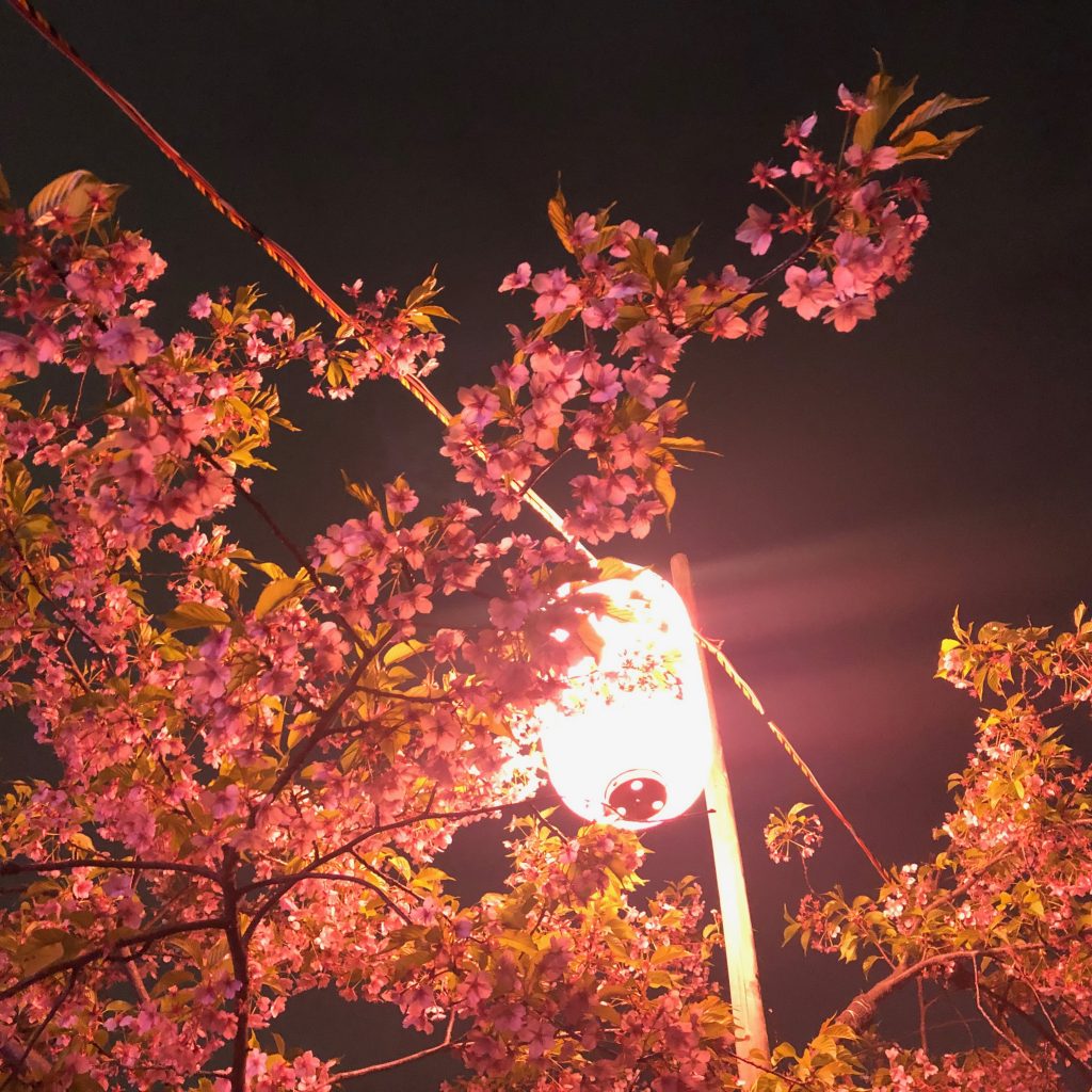 河津桜、夜桜、提灯