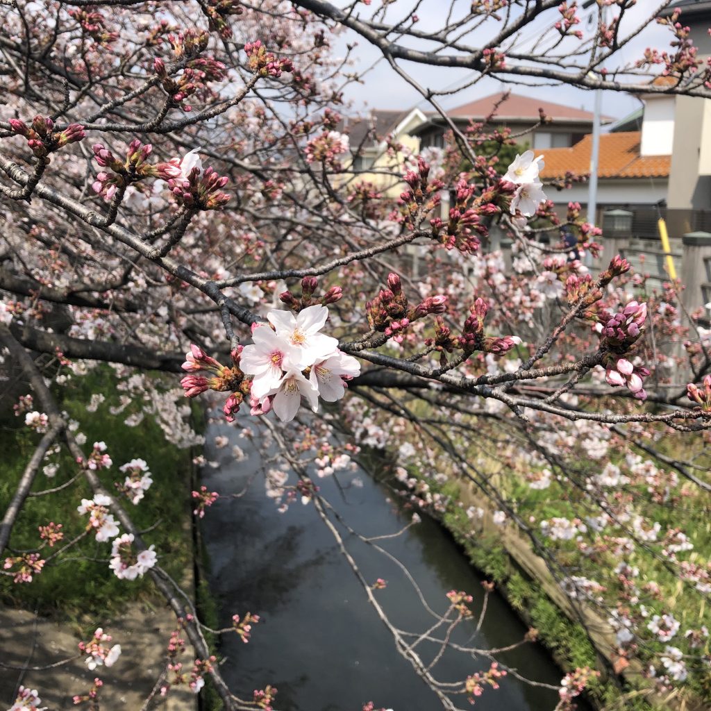 真間川の桜
