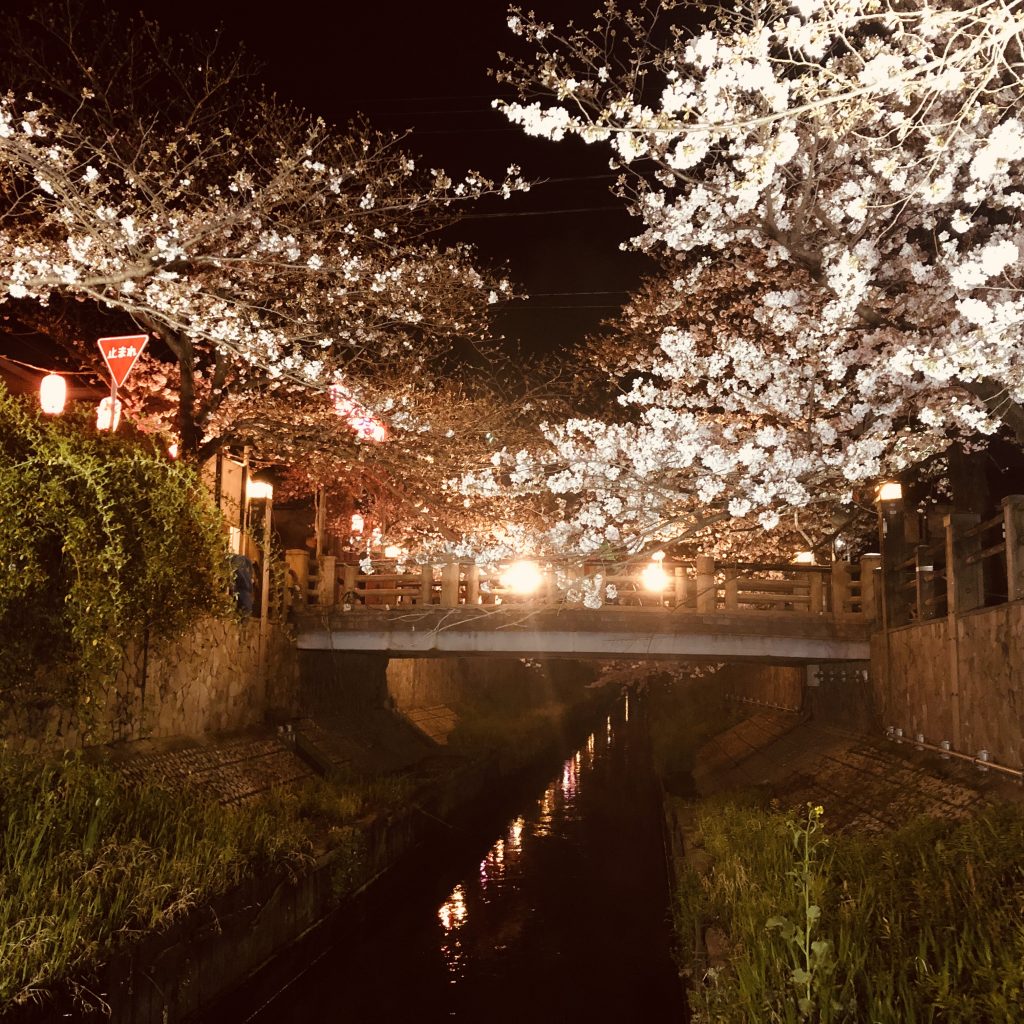 真間川の夜桜