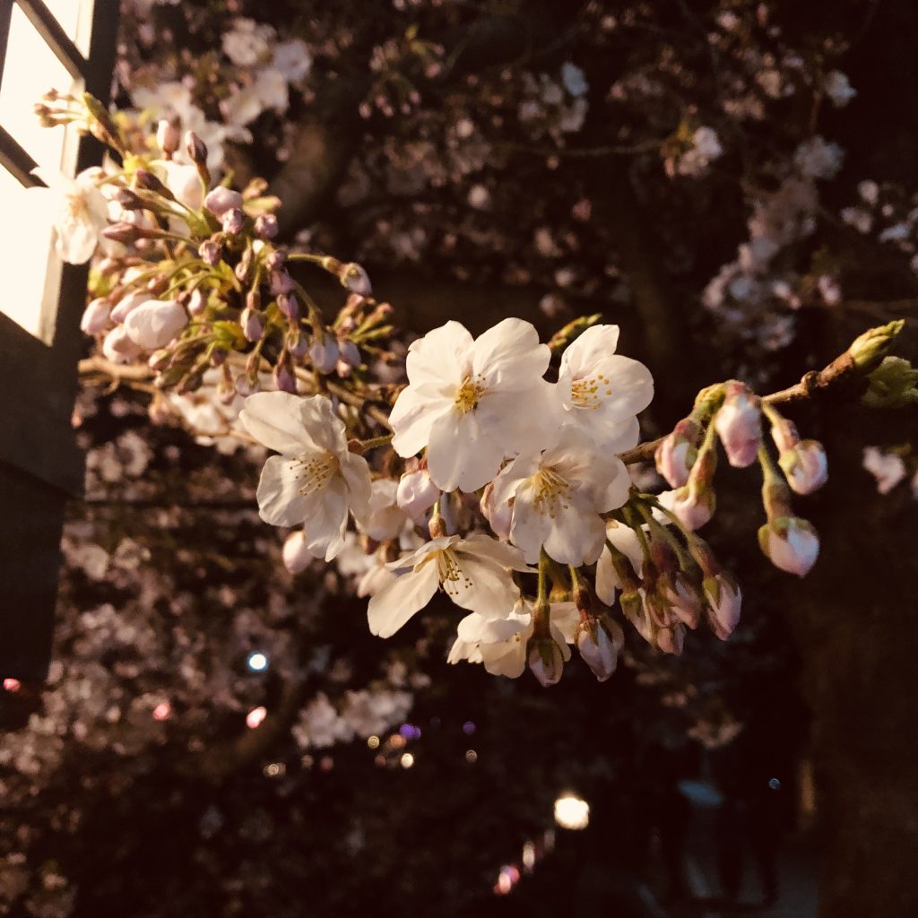 真間川の夜桜　欄干の灯りと桜