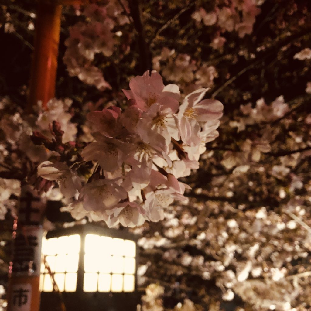 真間川の夜桜　下から照らしだされるさくら