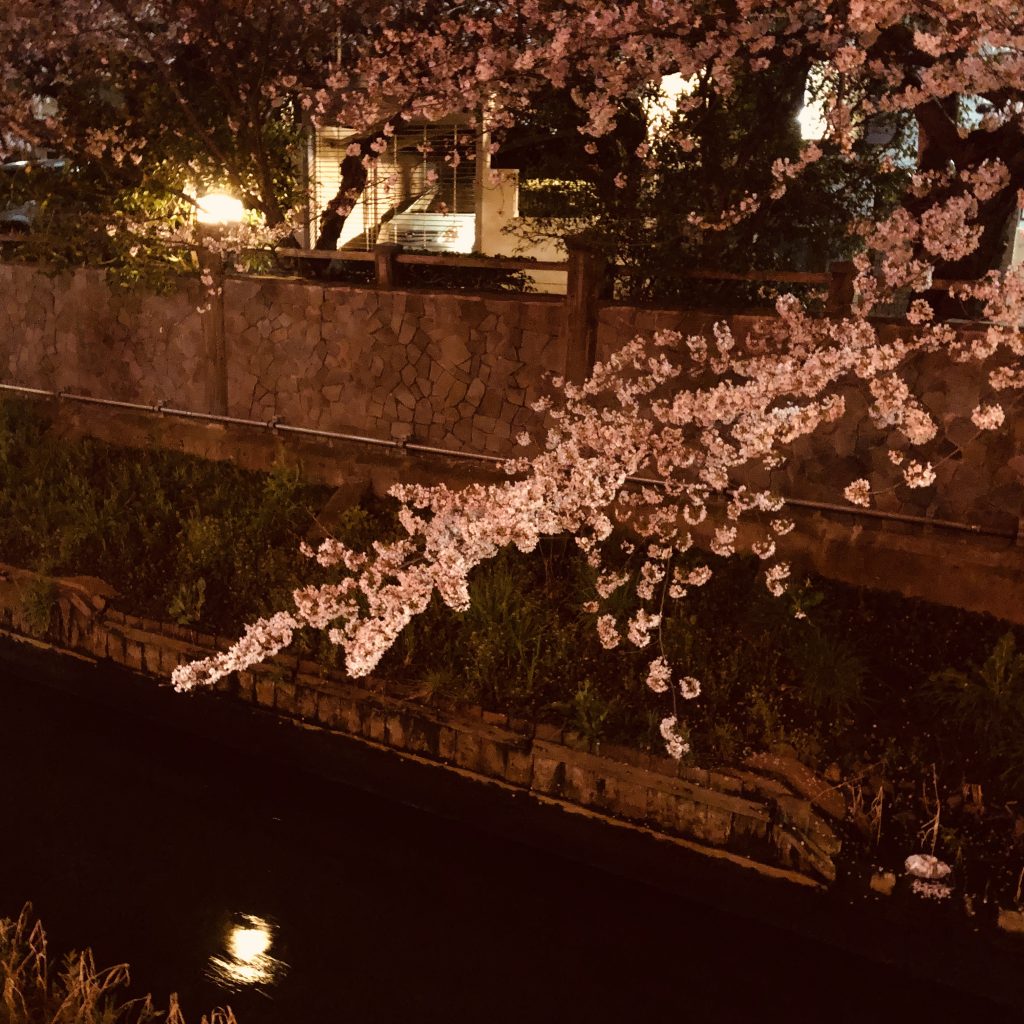 真間川の夜桜　川に垂れ下がる桜と房