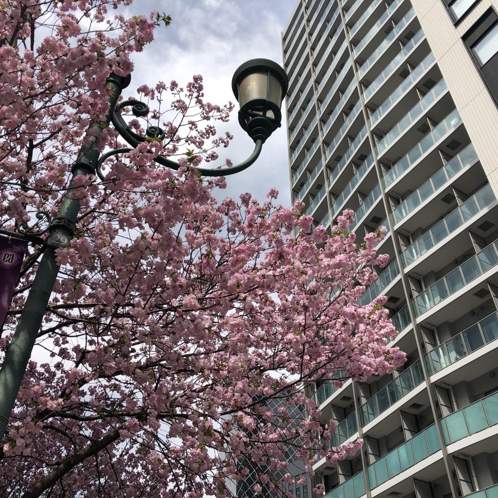 街路樹の山桜