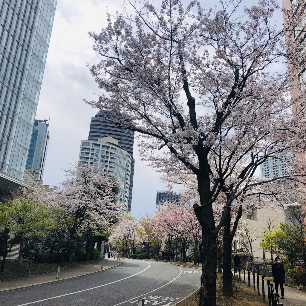 アカサカサカスの桜並木