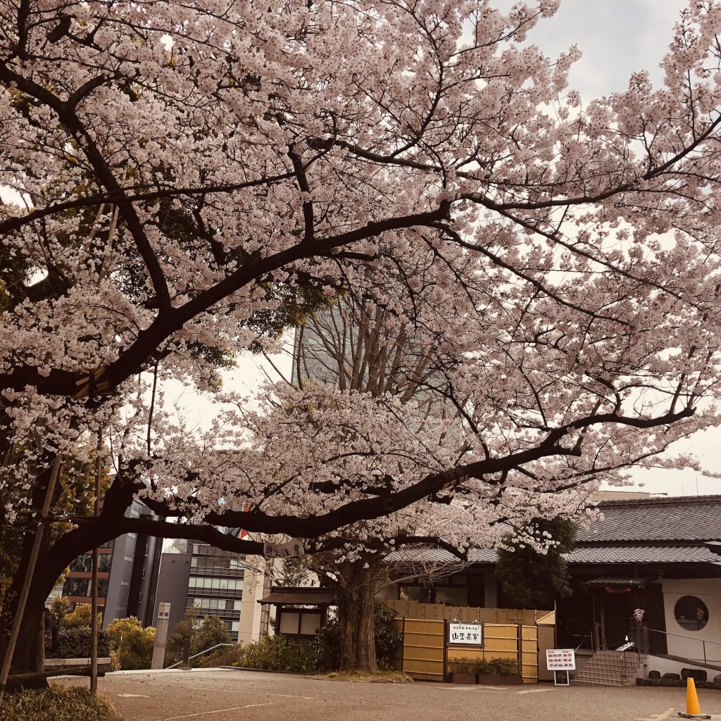 赤坂 日枝神社の大桜