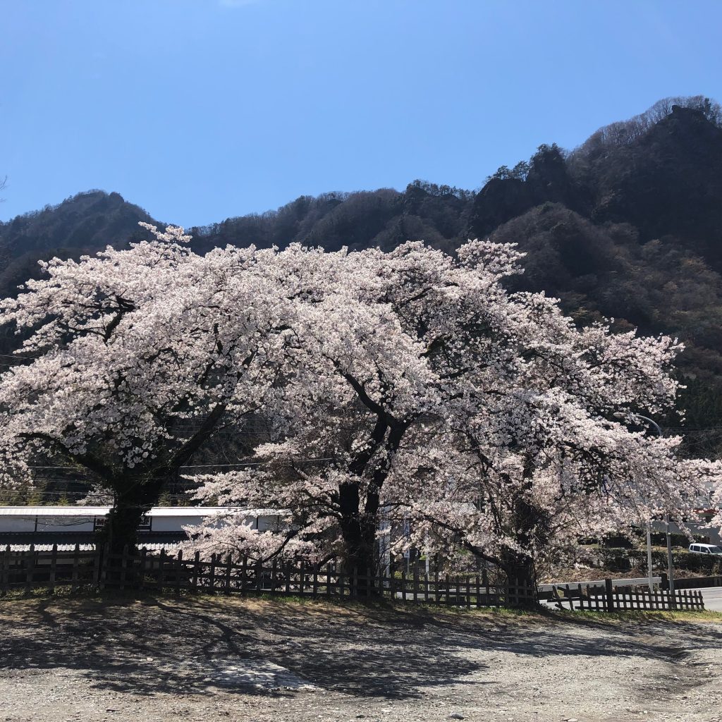 横川駅前の駐車場の桜