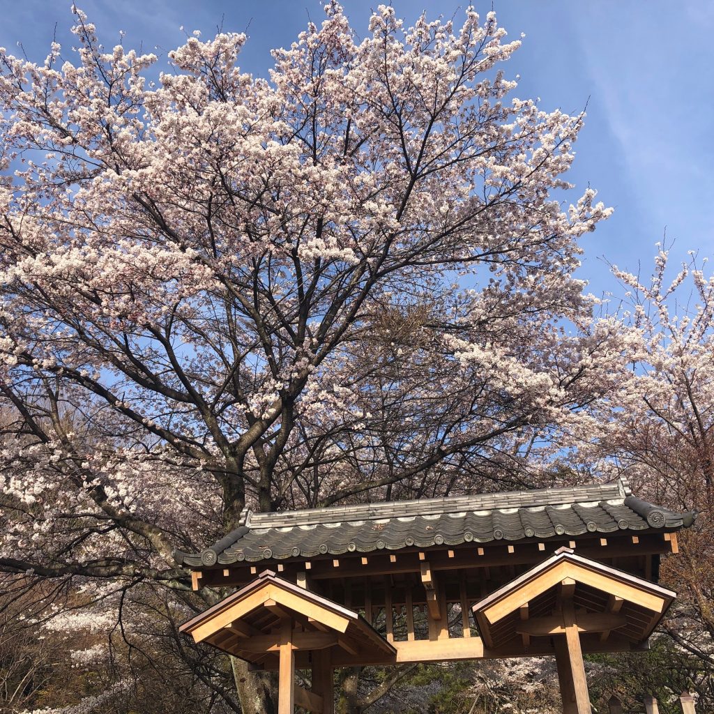 横川SA上りの桜