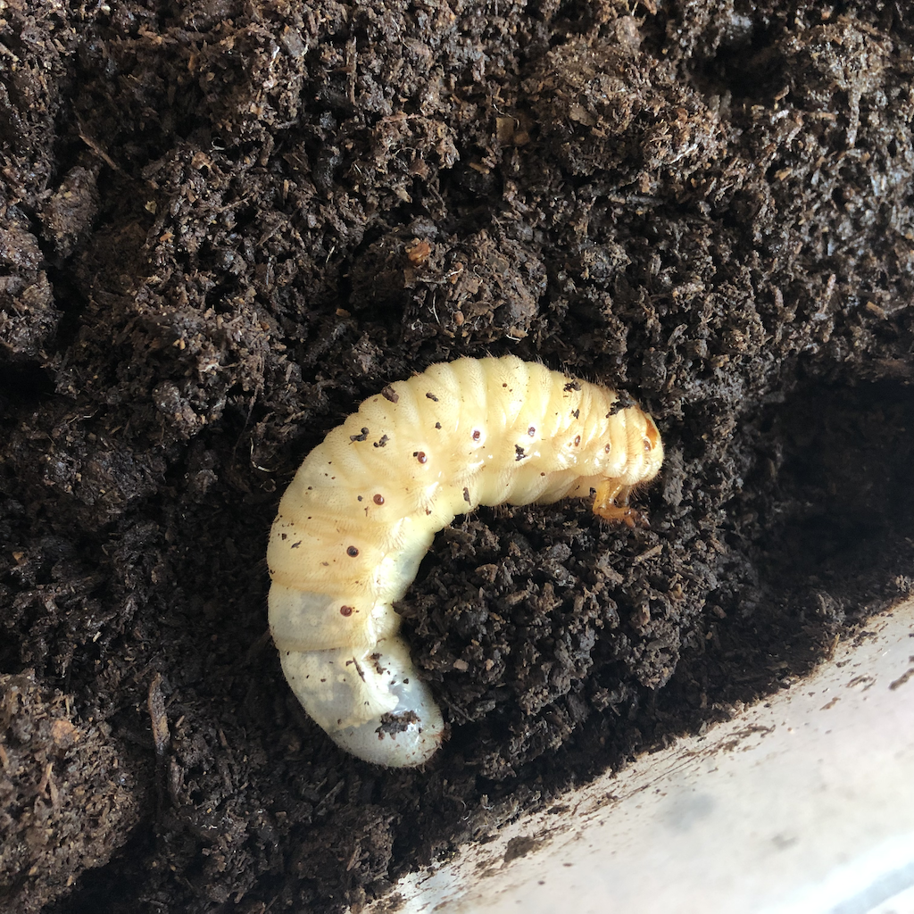 カブトムシの幼虫　蛹になる前の状態