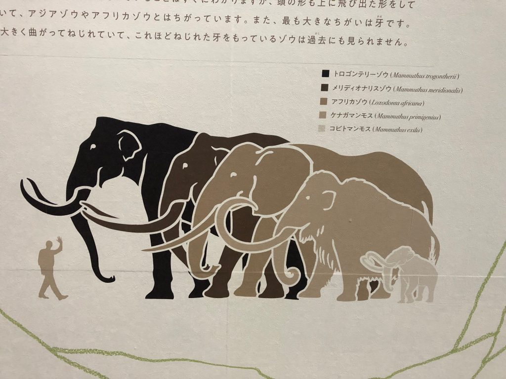 マンモスとゾウの大きさ比較の図