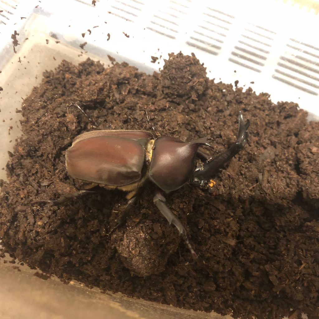 カブトムシ オス
