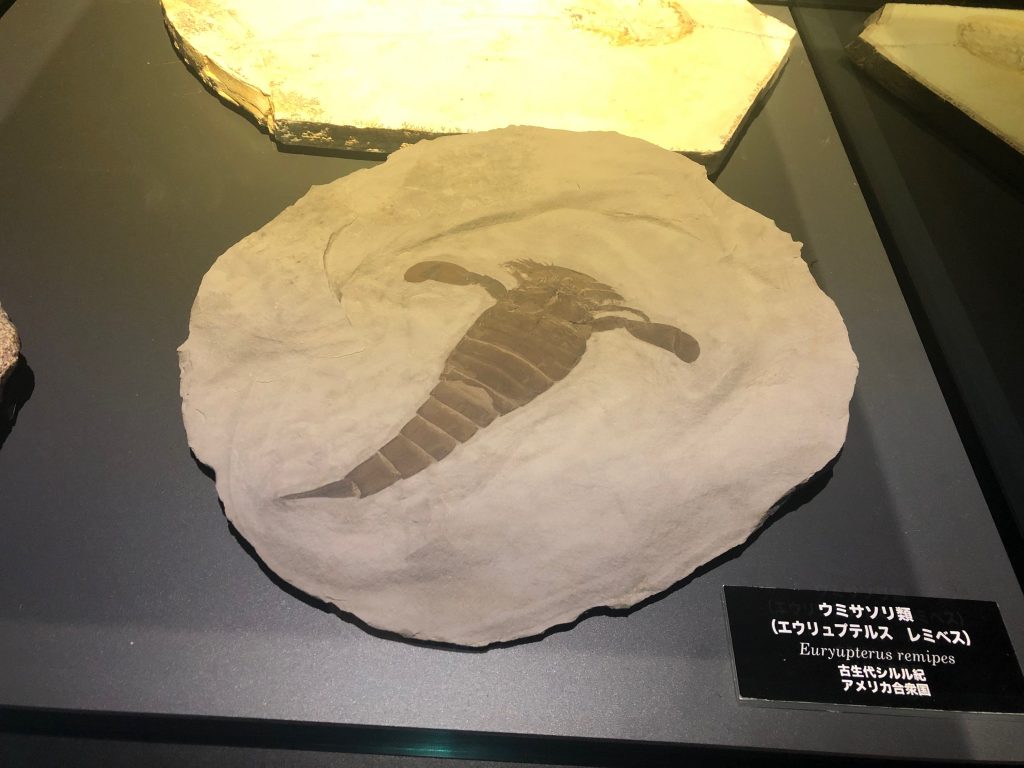 ウミサソリ類の化石