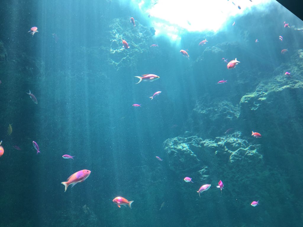 アクアマリンふくしま 光の水槽