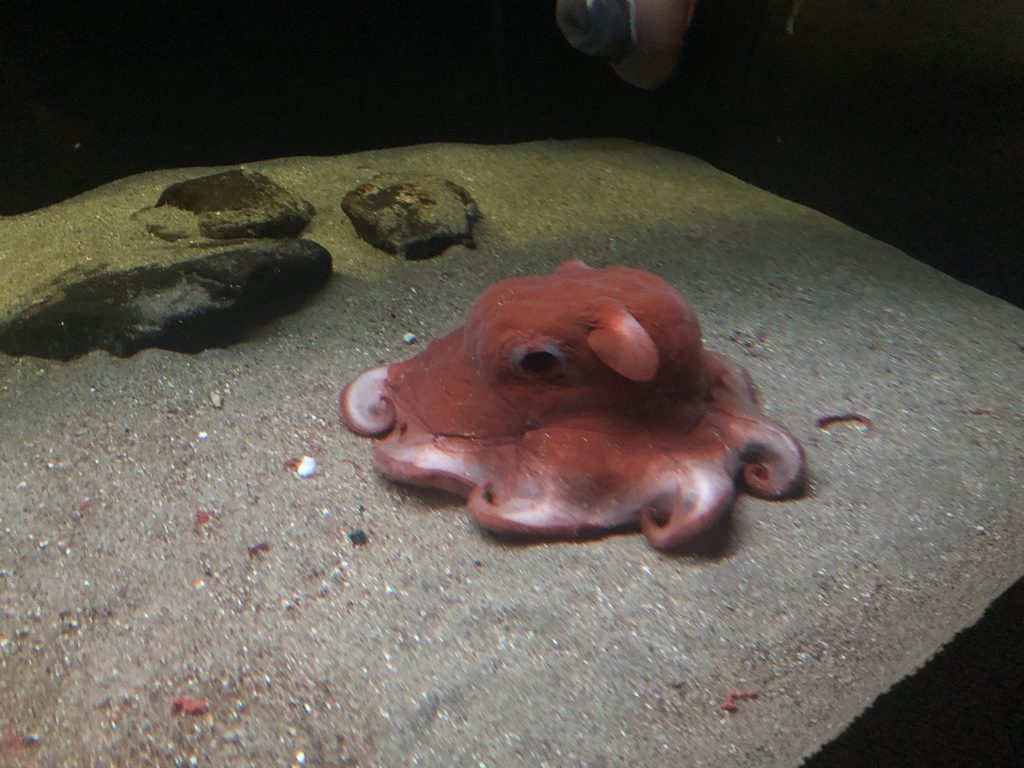 アクアマリンふくしま オオメンダコ