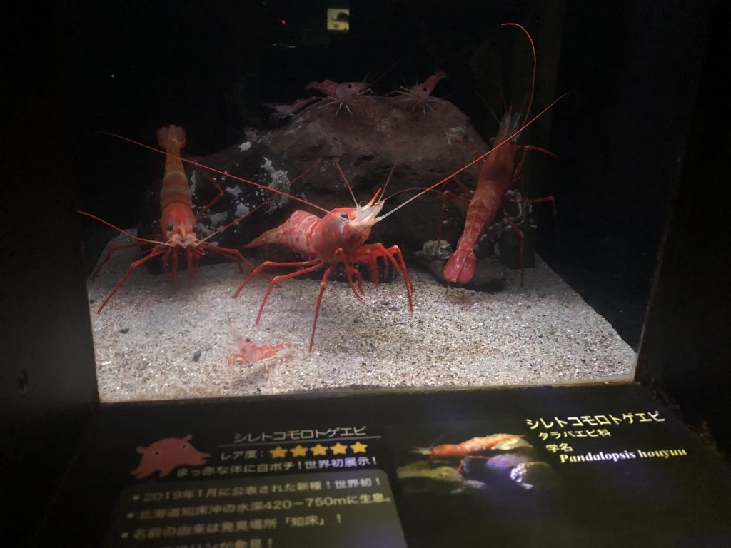 アクアマリンふくしま シレトコモロトゲエビ