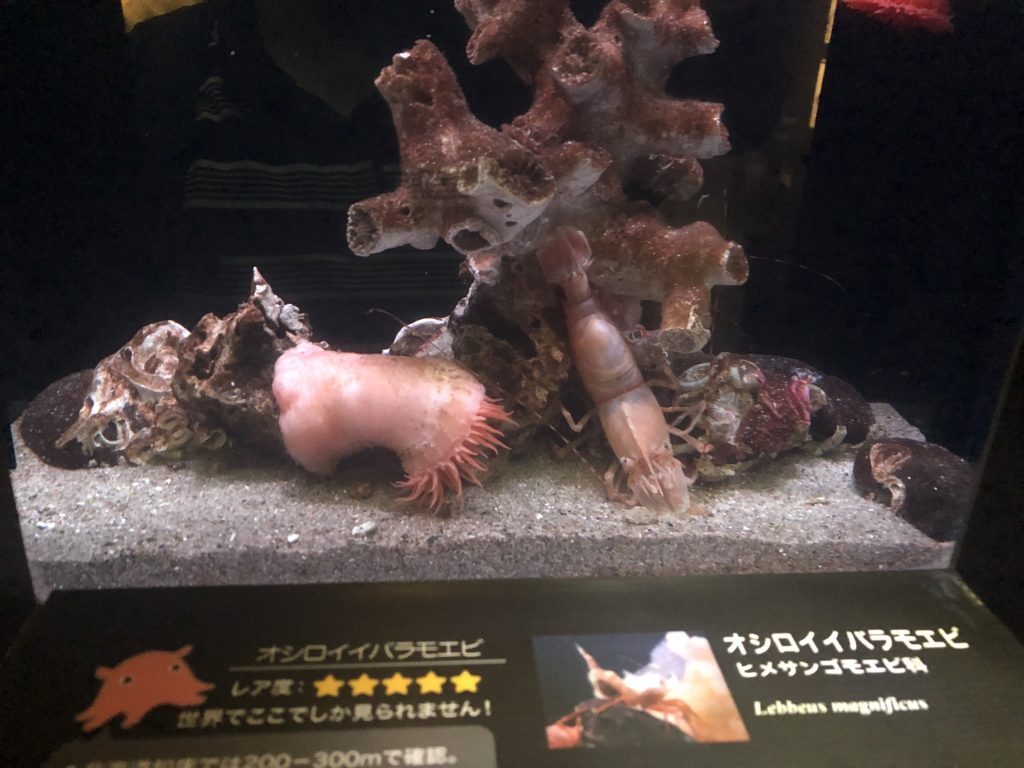 アクアマリンふくしま オシロイイバラモエビ