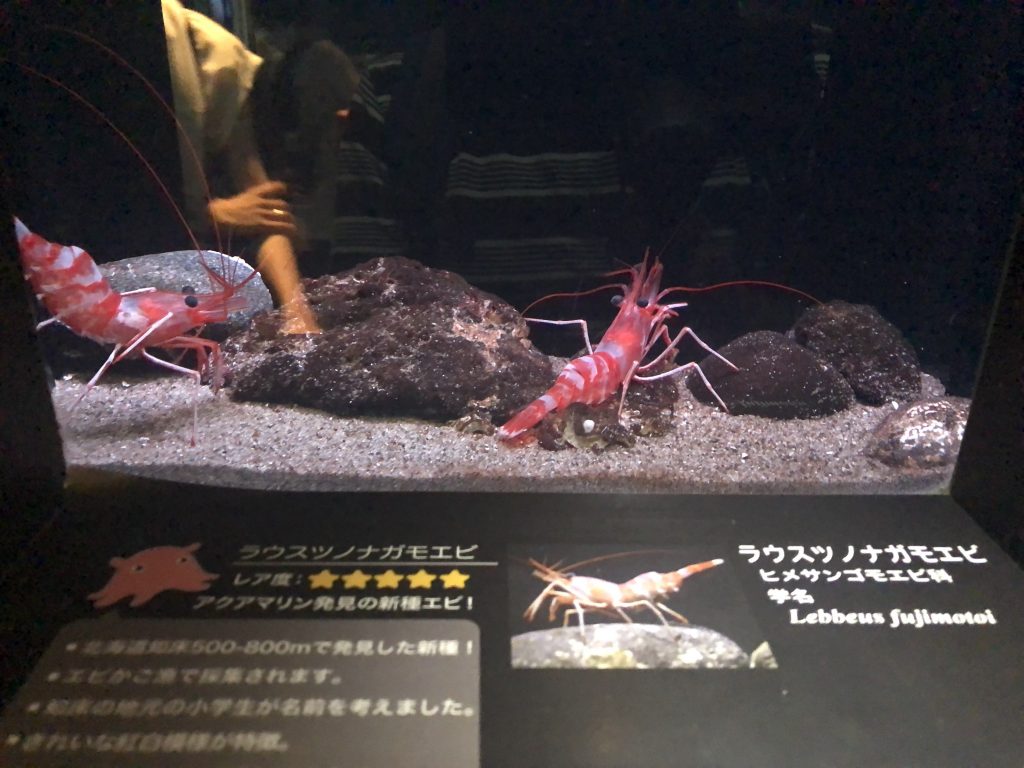 アクアマリンふくしま ラウスツノナガモエビ
