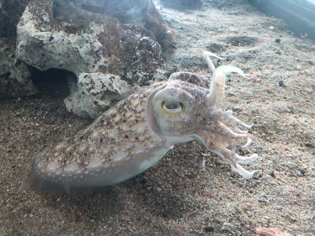 アクアマリンふくしま コウイカ