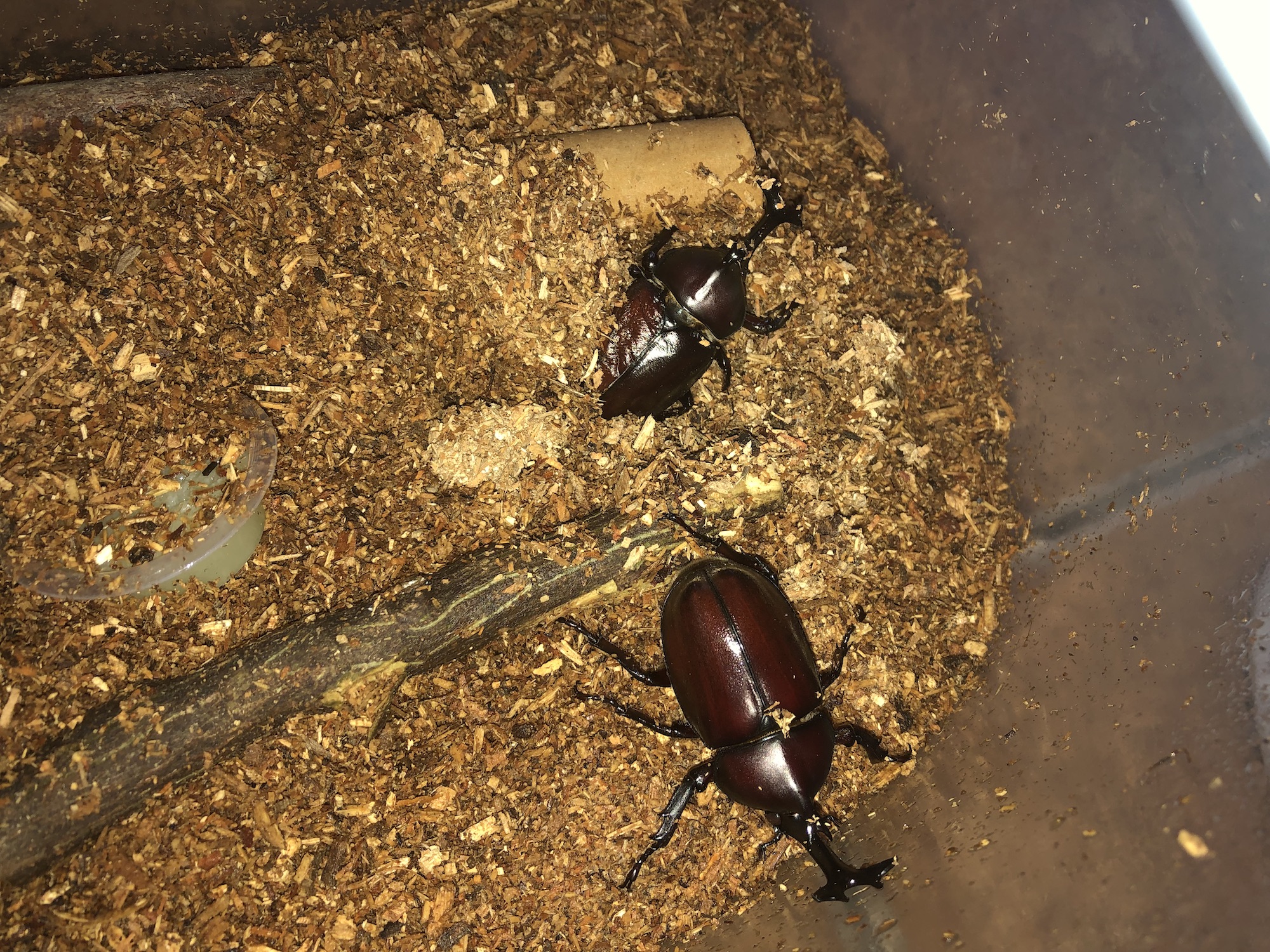 カブトムシが計8匹