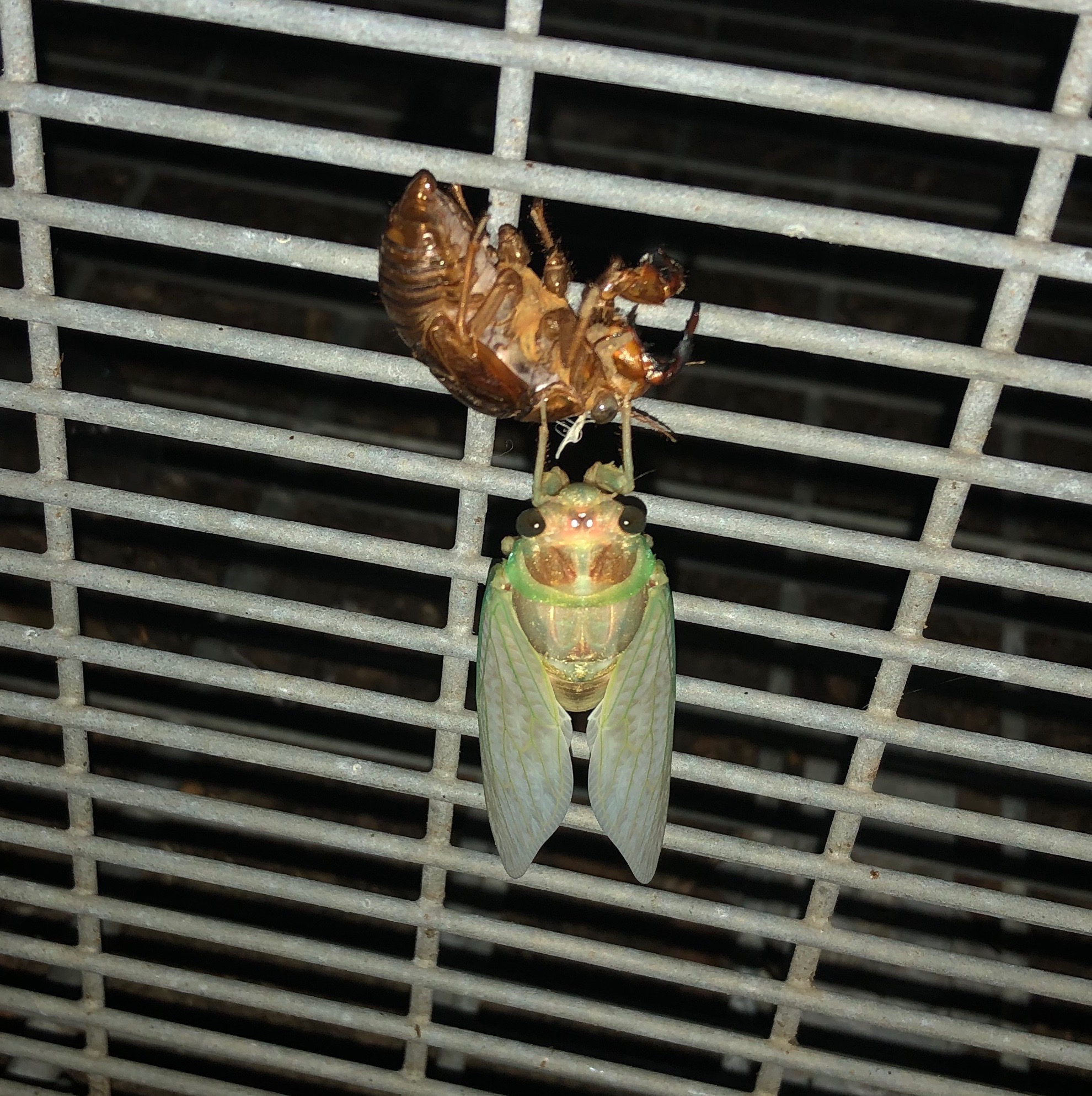 羽化後のアブラゼミ