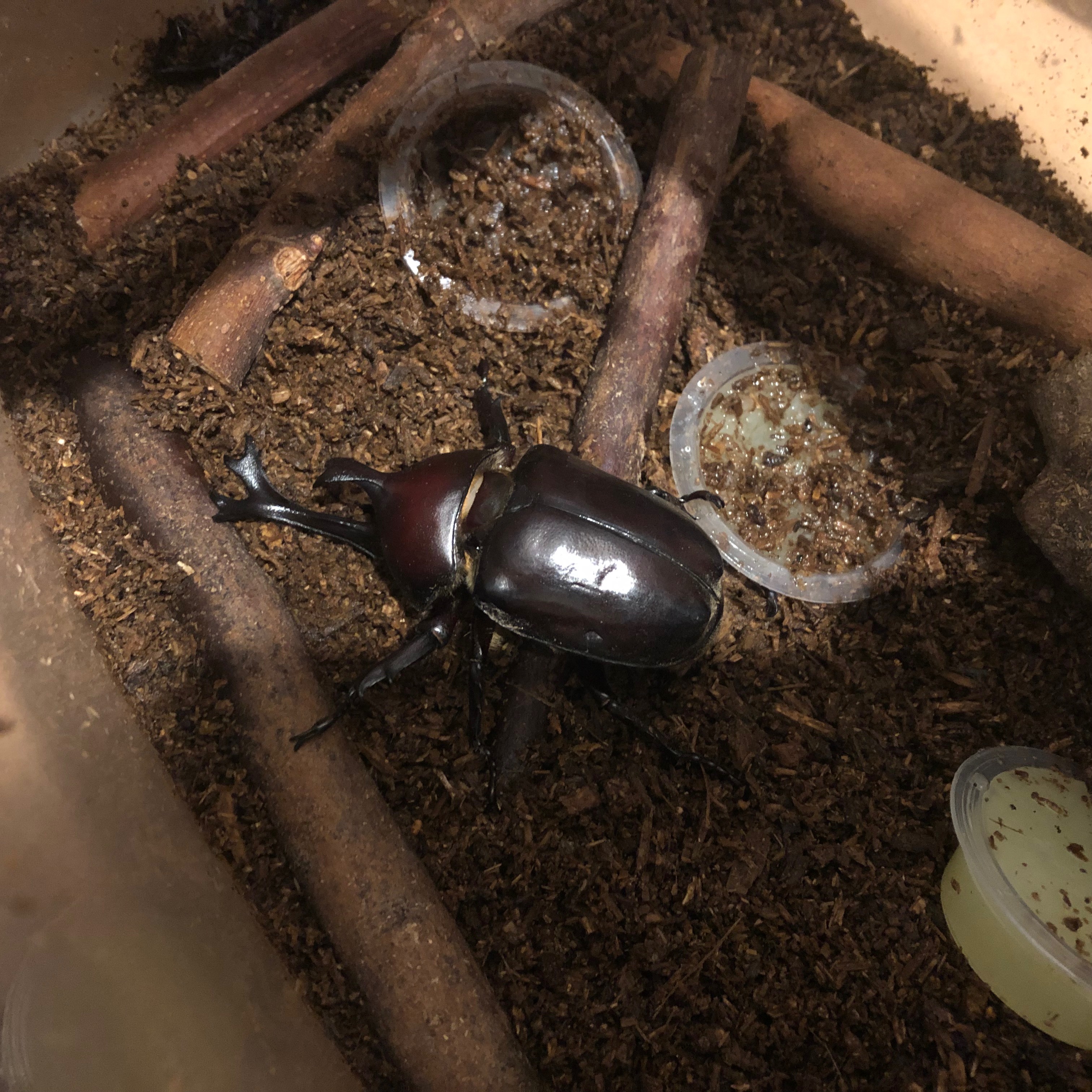 帰り道にカブトムシの雄を捕まえた