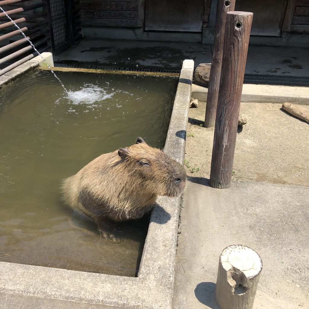 水浴び中のカピパラ