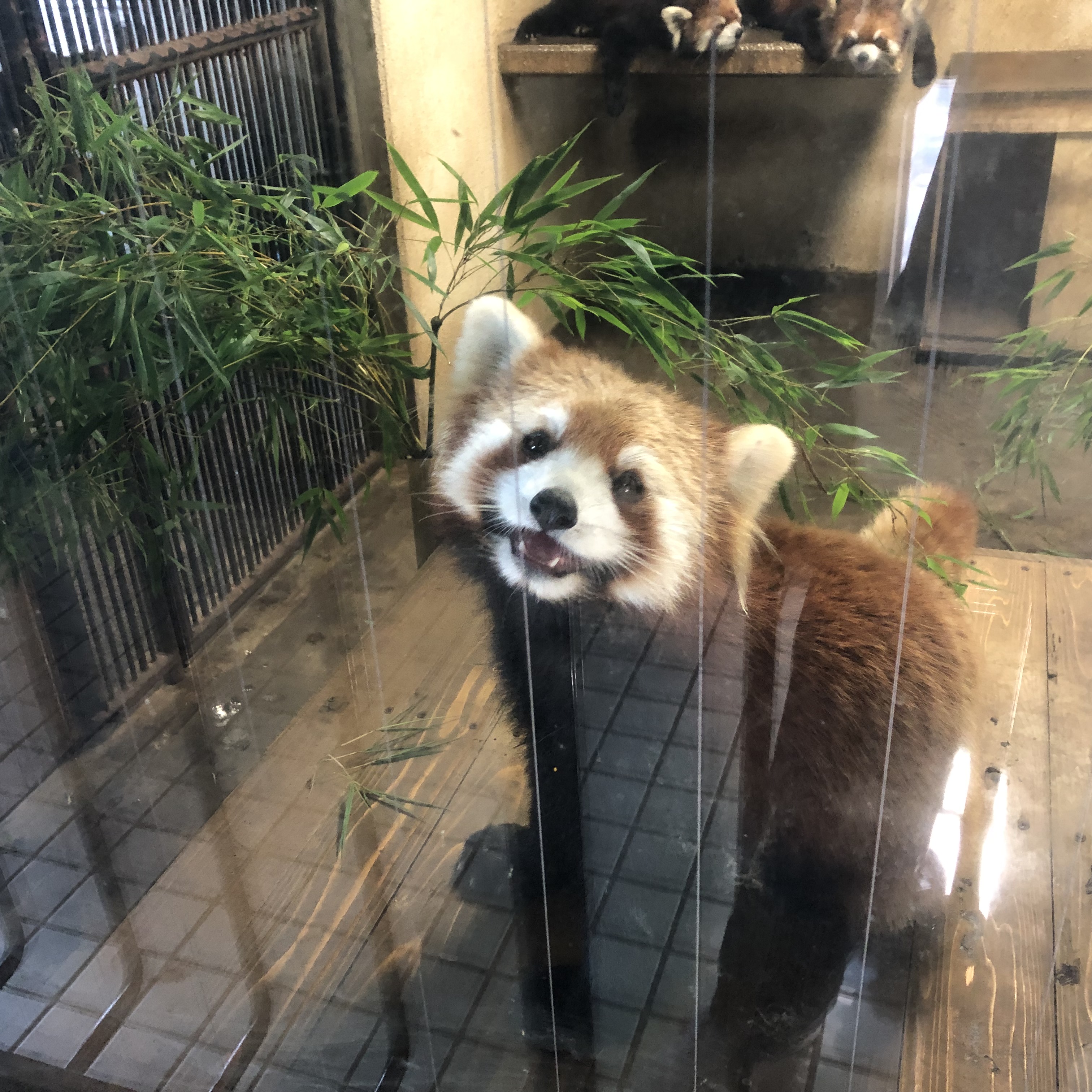 流しカワウソとレッサーパンダ