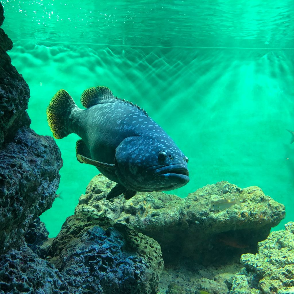 葛西臨海水族園 タマカイ
