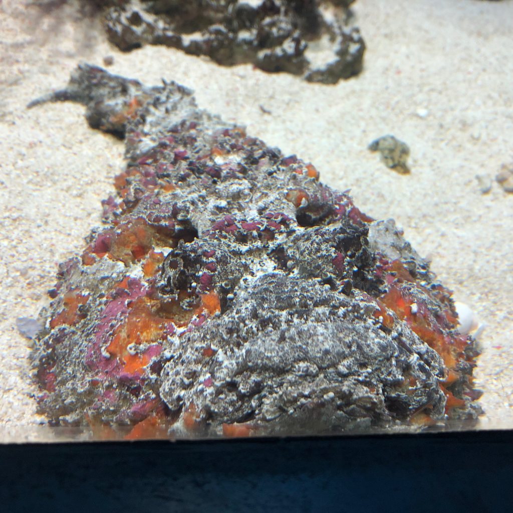 葛西臨海水族園 オニダルマオコゼ