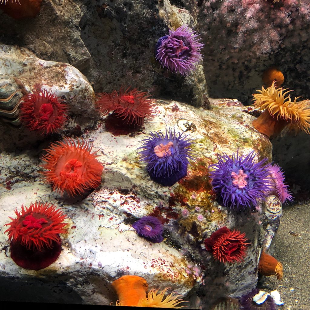 葛西臨海水族園　イソギンチャクの花畑