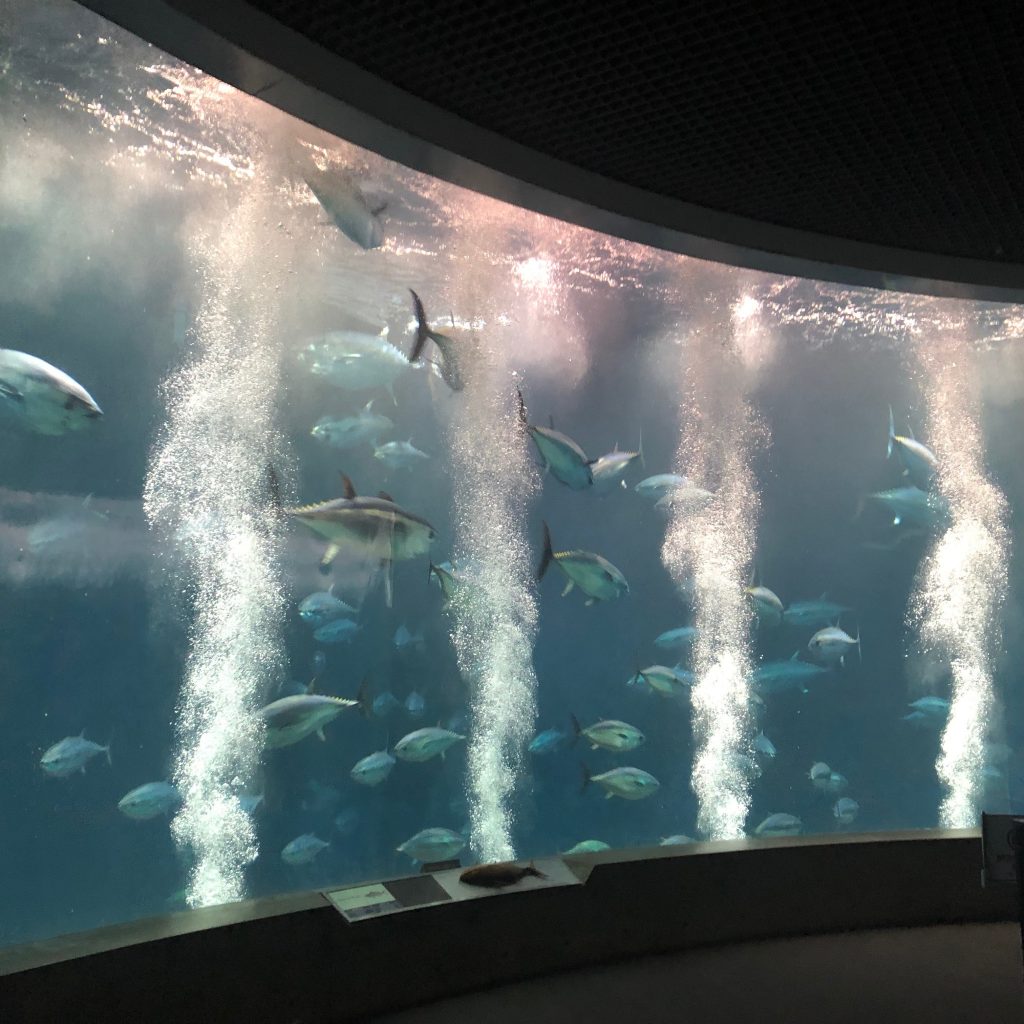 葛西臨海水族園　夜のマグロ水槽