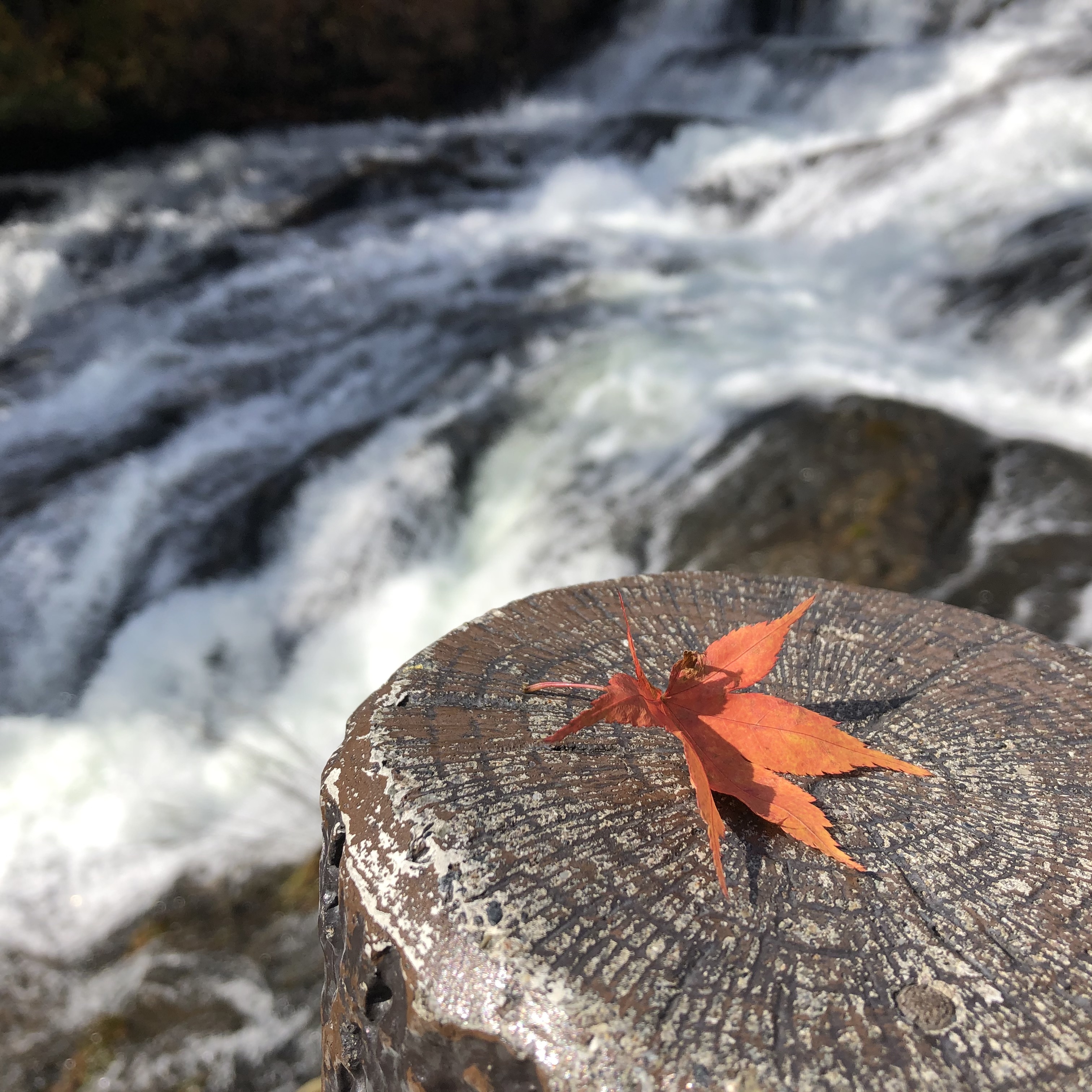 川と紅葉　竜頭ノ滝の遊歩道