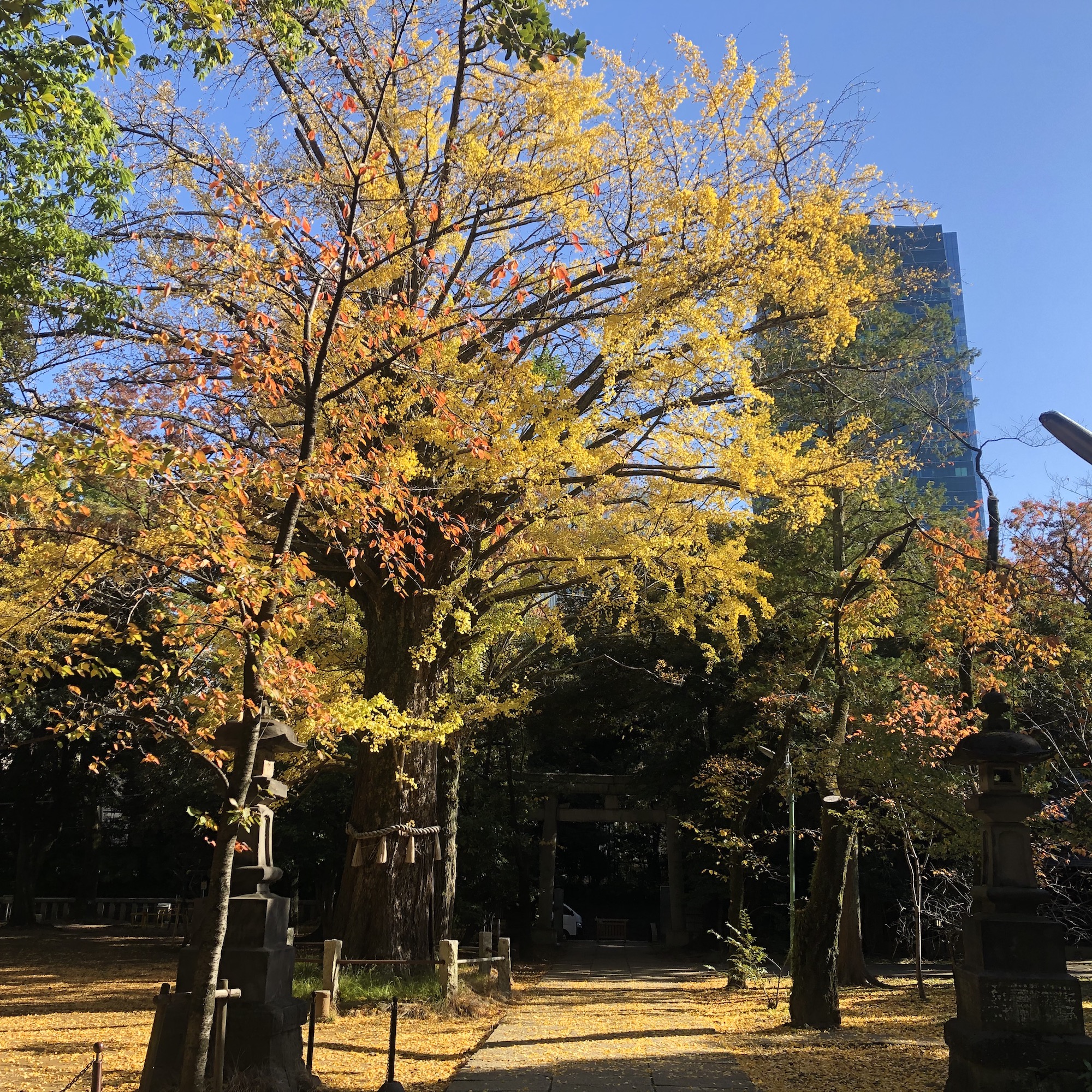 赤坂 氷川神社の紅葉