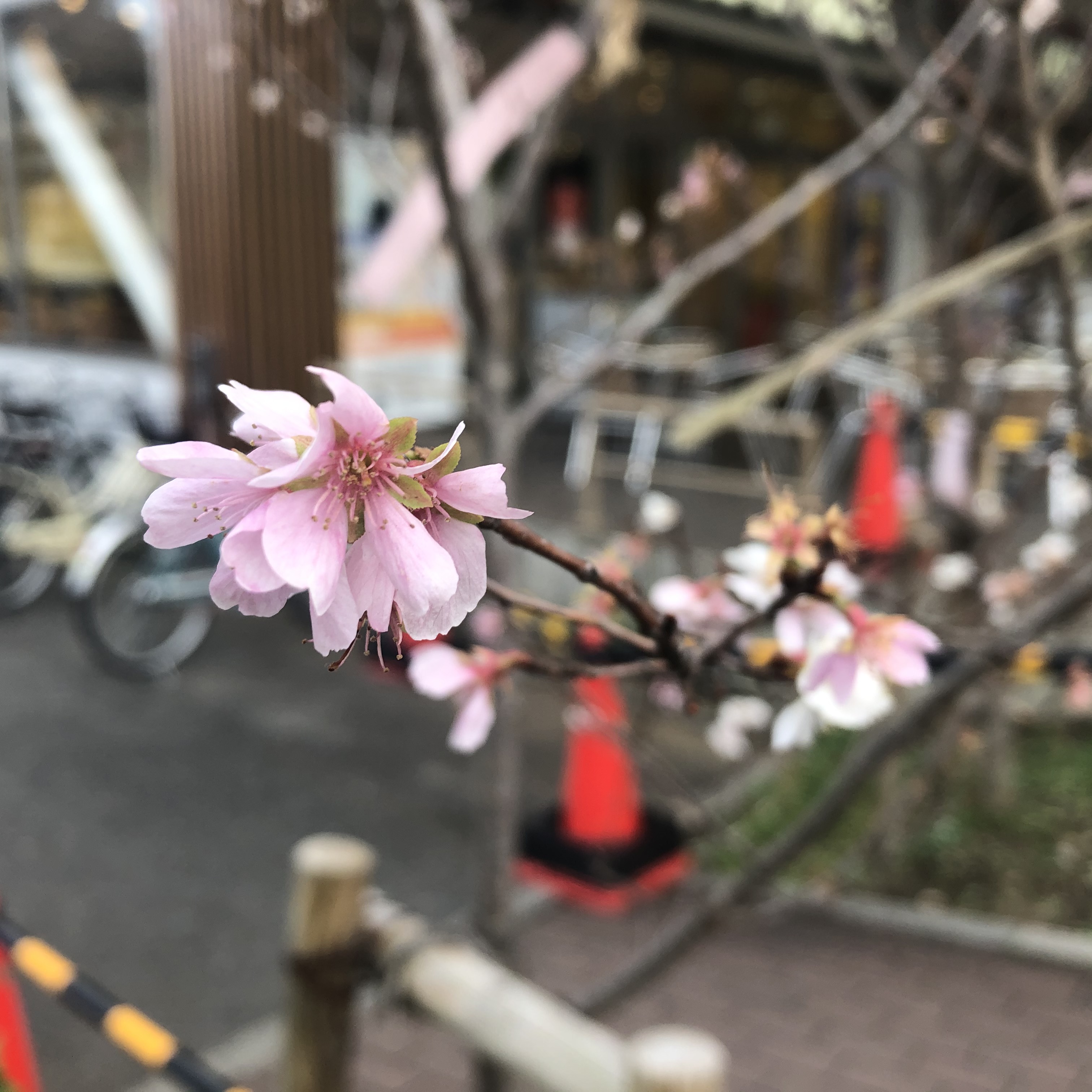 四季桜