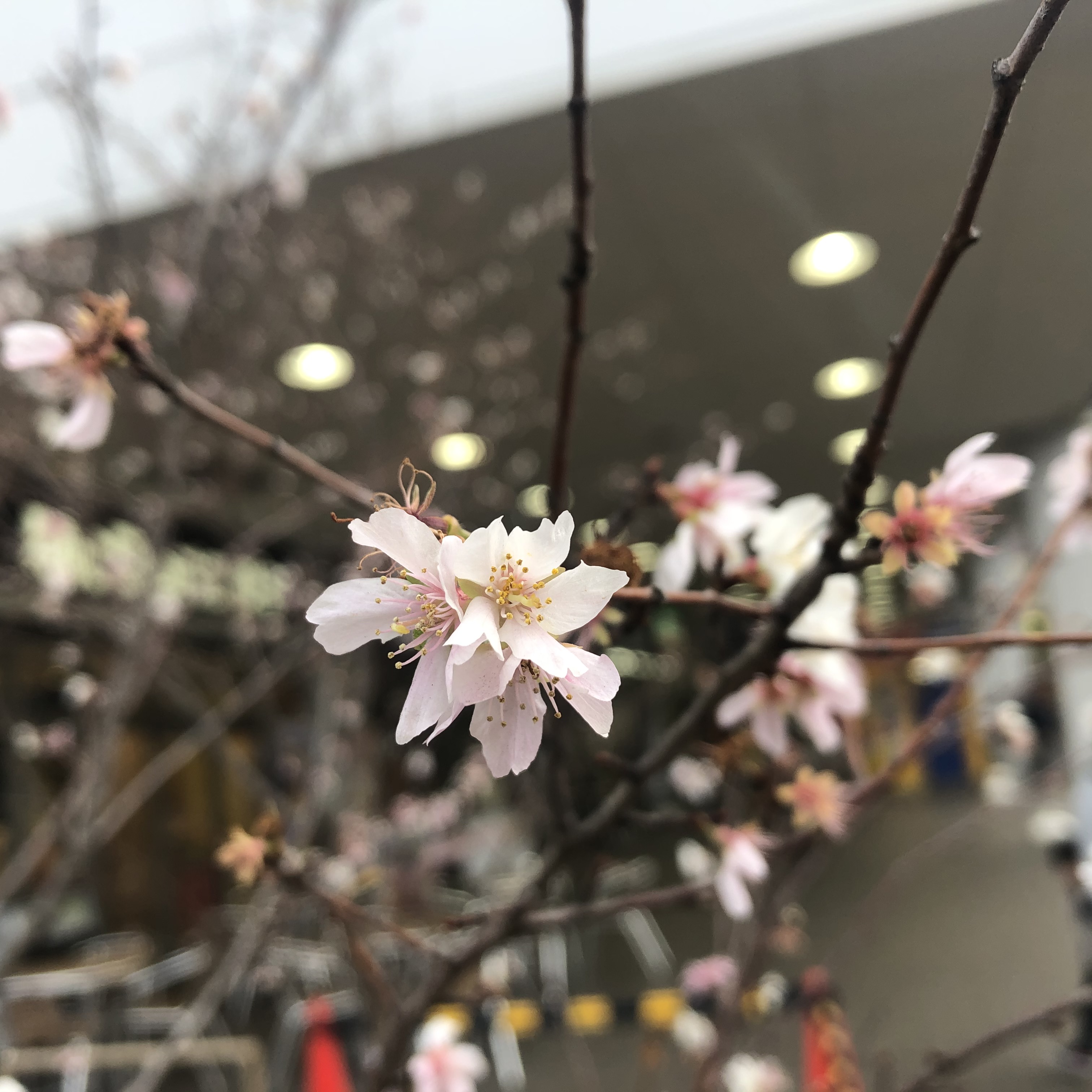 四季桜